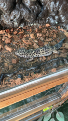 Eublepharis macularius