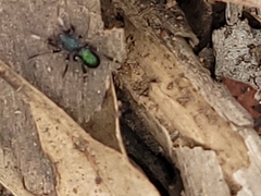 Iridonyssus kohouti