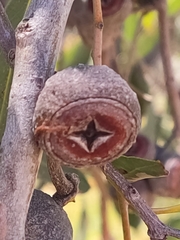 Eucalyptus todtiana