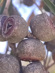Eucalyptus todtiana