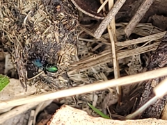 Iridonyssus kohouti