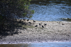 Erythrogonys cinctus