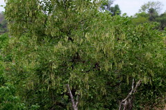 Philenoptera violacea