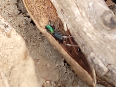 Iridonyssus kohouti