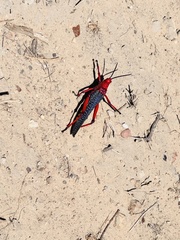 Phymateus morbillosus