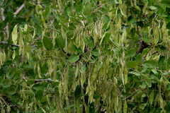 Philenoptera violacea