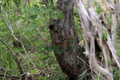 Philenoptera violacea