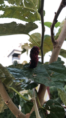 Morus nigra