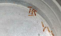 Prionopelta kraepelini