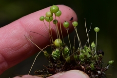 Pleurophascum grandiglobum