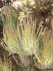 Adenanthos cygnorum