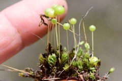 Pleurophascum grandiglobum
