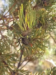 Adenanthos cygnorum