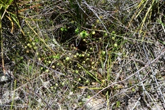 Pleurophascum grandiglobum