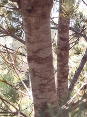Adenanthos cygnorum