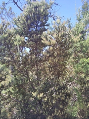 Adenanthos cygnorum