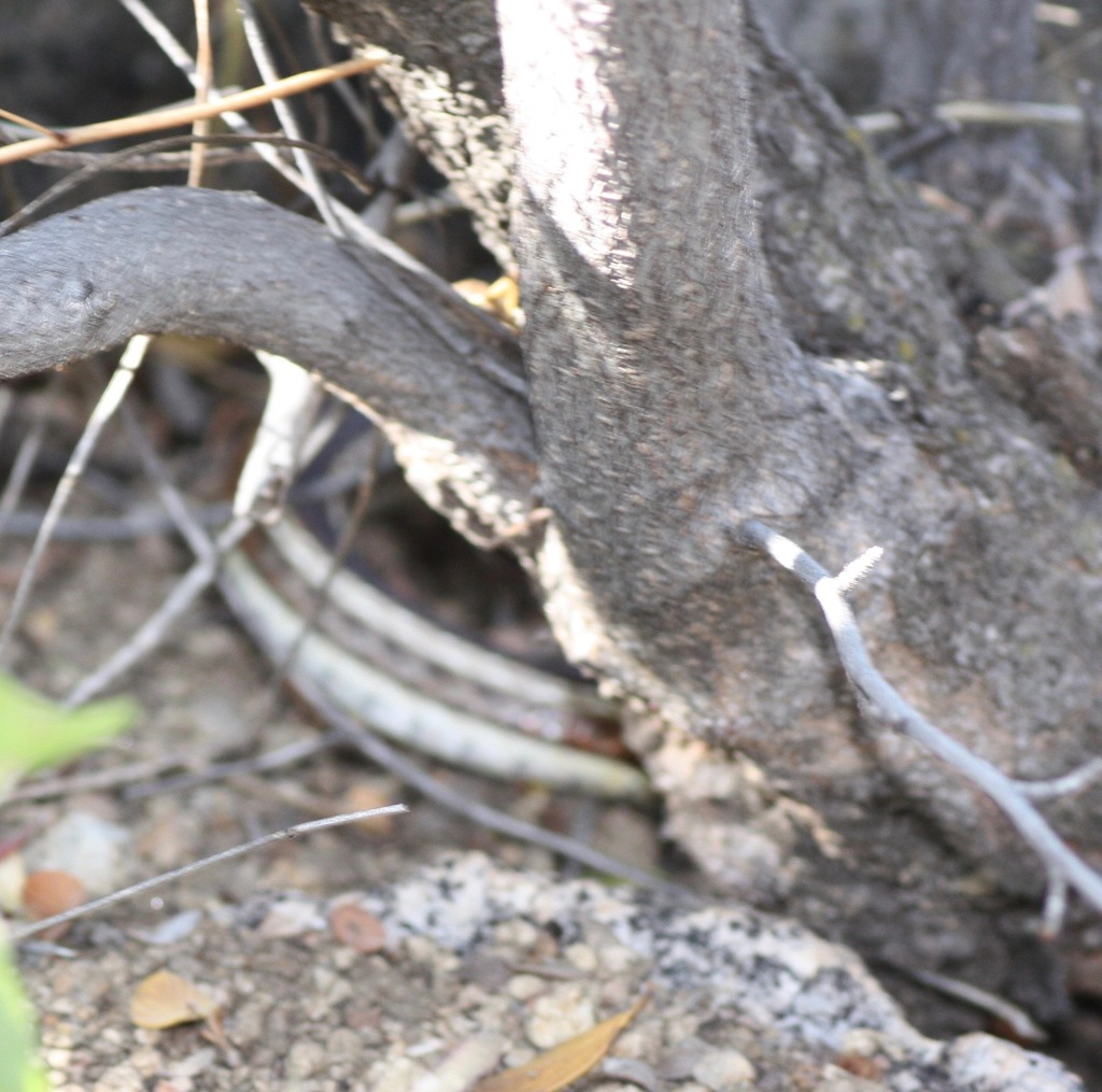 New Mexico Garter Snake