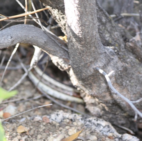 New Mexico Garter Snake photographed in New Mexico