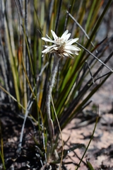 Helichrysum pumilum