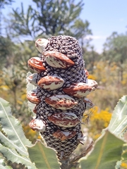 Banksia menziesii