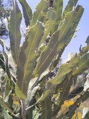 Banksia menziesii