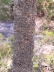 Banksia menziesii