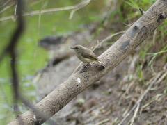 Acanthiza reguloides