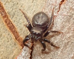 Zenodorus orbiculatus