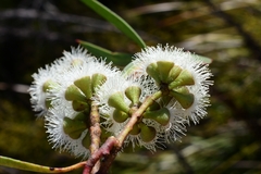 Eucalyptus nitida