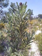 Banksia menziesii