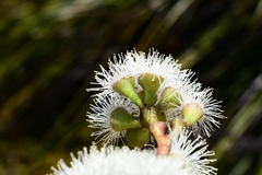 Eucalyptus nitida
