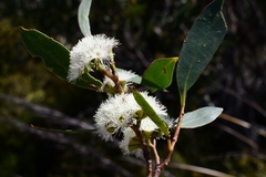 Eucalyptus nitida