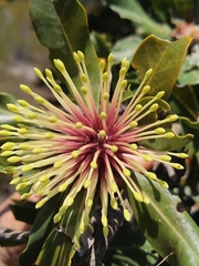 Banksia ilicifolia