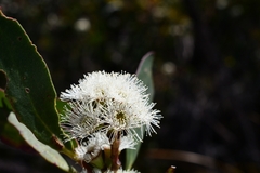 Eucalyptus nitida
