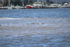 Limosa lapponica