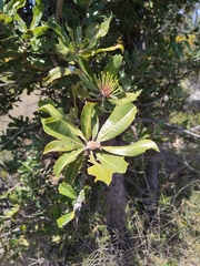 Banksia ilicifolia