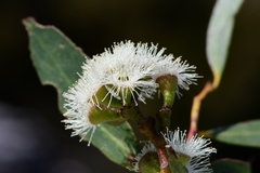 Eucalyptus nitida