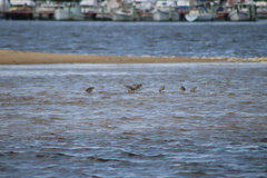 Limosa lapponica