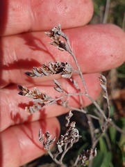 Limonium binervosum
