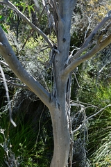 Eucalyptus nitida