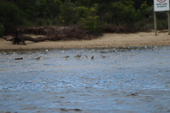 Limosa lapponica
