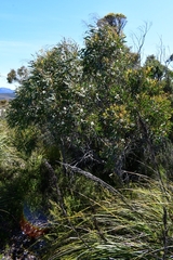 Eucalyptus nitida