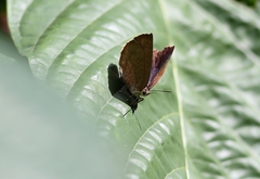 Arhopala paramuta