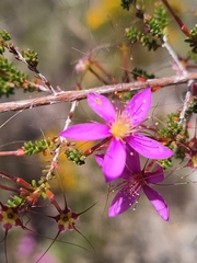 Calytrix fraseri