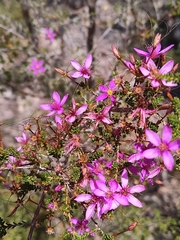 Calytrix fraseri