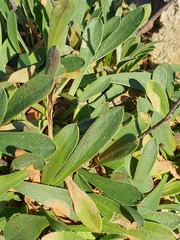 Limonium binervosum