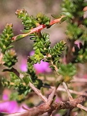 Calytrix fraseri