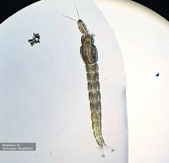 Tanypodinae