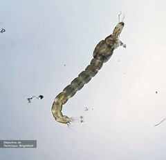 Tanypodinae
