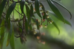 Plectorrhiza tridentata